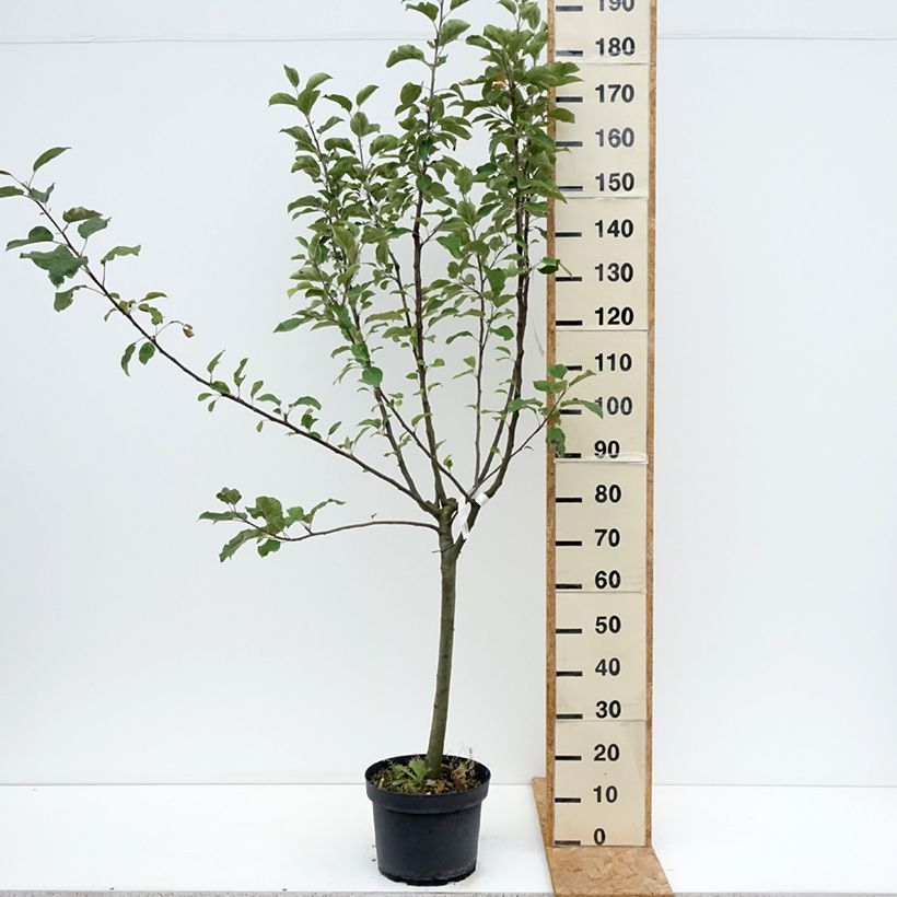 Exemplaar van Appelboom Reinette grise du Canada Pot van 7,5 l/10 l, Kelkvormig zoals geleverd in de zomer
