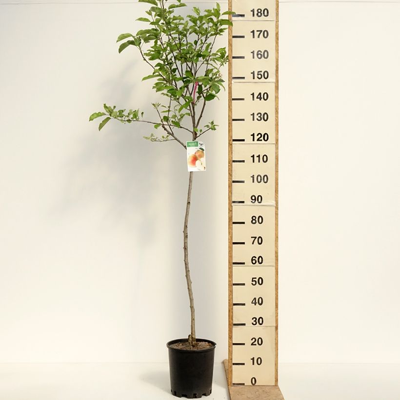 Exemplaar van Appelboom Royal Gala Pot van 7,5 l/10 l, Half-hoge stam zoals geleverd in de lente