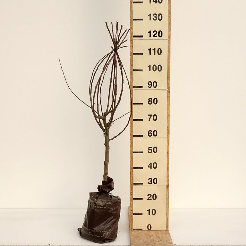 Exemplaar van Appelboom Royale Delbard - Georges Delbard Plantklare kluit, Kelkvormig zoals geleverd in de lente