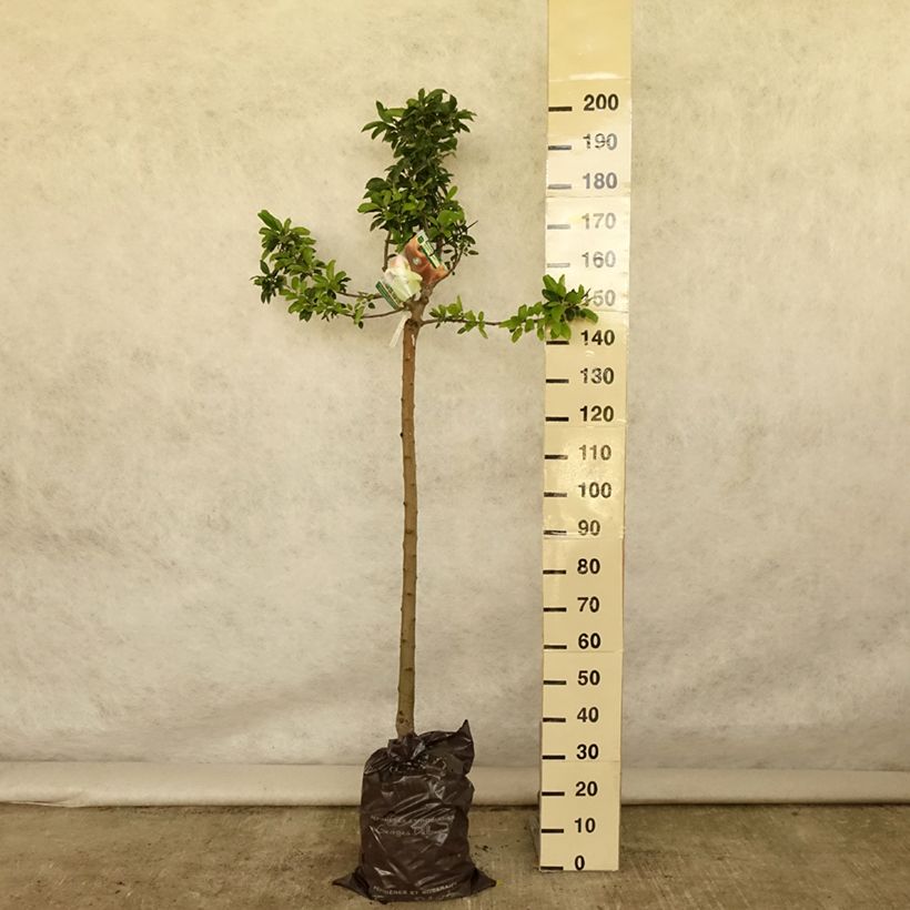 Exemplaar van Appelboom Royale Delbard - Georges Delbard Plantklare kluit, Half-hoge stam zoals geleverd in de zomer