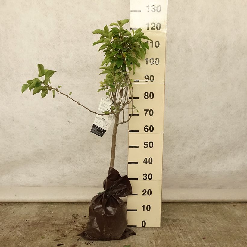 Exemplaar van Appelboom Royale Delbard - Georges Delbard Plantklare kluit, Kelkvormig zoals geleverd in de zomer