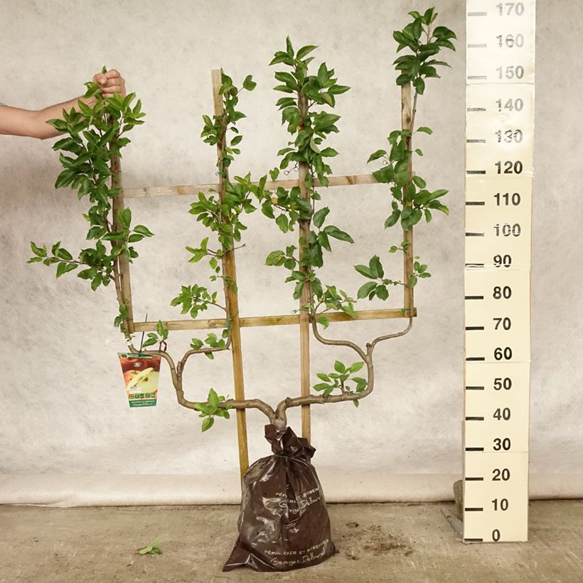 Exemplaar van Appelboom Royale Delbard - Georges Delbard Plantklare kluit, Dubbel U-palmet zoals geleverd in de zomer