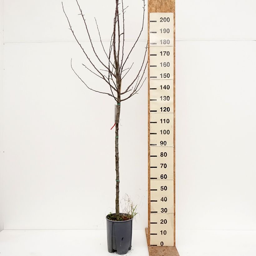 Exemplaar van Appelboom Starking Delicious Pot van 7,5 l/10 l, Half-hoge stam zoals geleverd in de winter