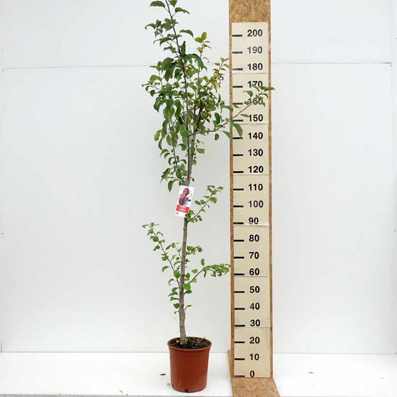 Exemplaar van Appelboom Starking Delicious Pot van 7,5 l/10 l, Half-hoge stam zoals geleverd in de zomer