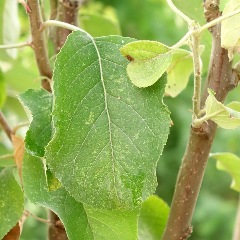 Appelboom Starking Delicious (Blad)