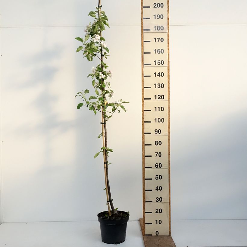 Exemplaar van Appelboom Grijze Renet (Szara Reneta) Pot van 7,5 l/10 l, Onderstam zoals geleverd in de lente