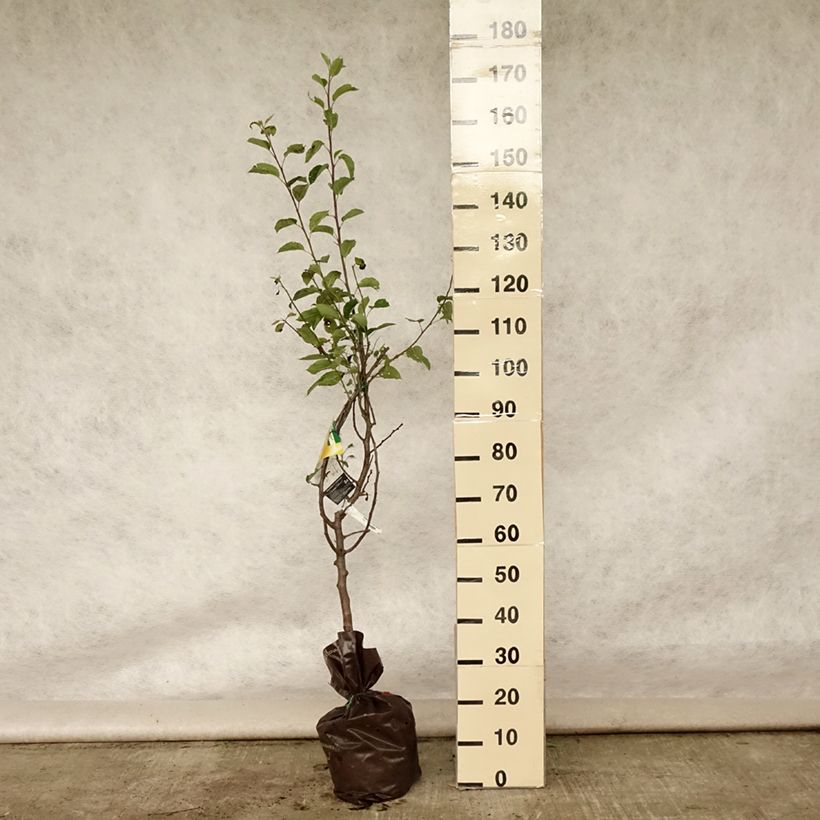 Exemplaar van Appelboom Tentation - Georges Delbard Plantklare kluit, Kelkvormig zoals geleverd in de zomer