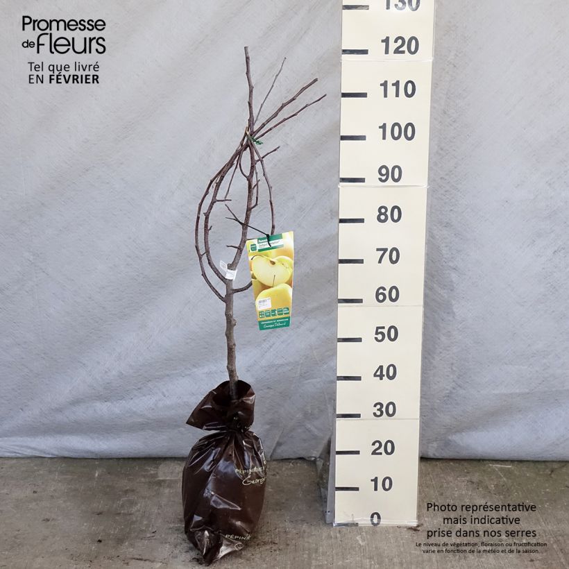 Exemplaar van Appelboom Tentation - Georges Delbard Plantklare kluit, Kelkvormig zoals geleverd in de winter