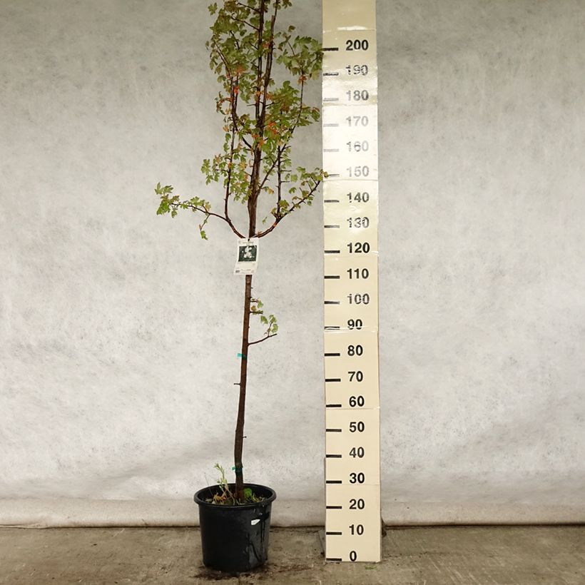Exemplaar van Malus trilobata - Sierappel Pot van 12 l/15 l zoals geleverd in de zomer