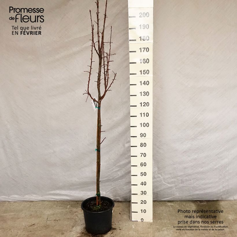Example of Pommier trilobé - Malus trilobata Pot van 12 l/15 l as you get in hiver
