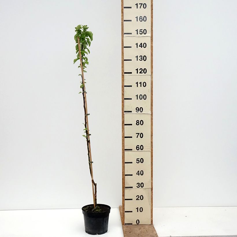 Exemplaar van Appelboom Truskawkowe Nietschnera Pot van 4 l/5 l, Onderstam zoals geleverd in de lente