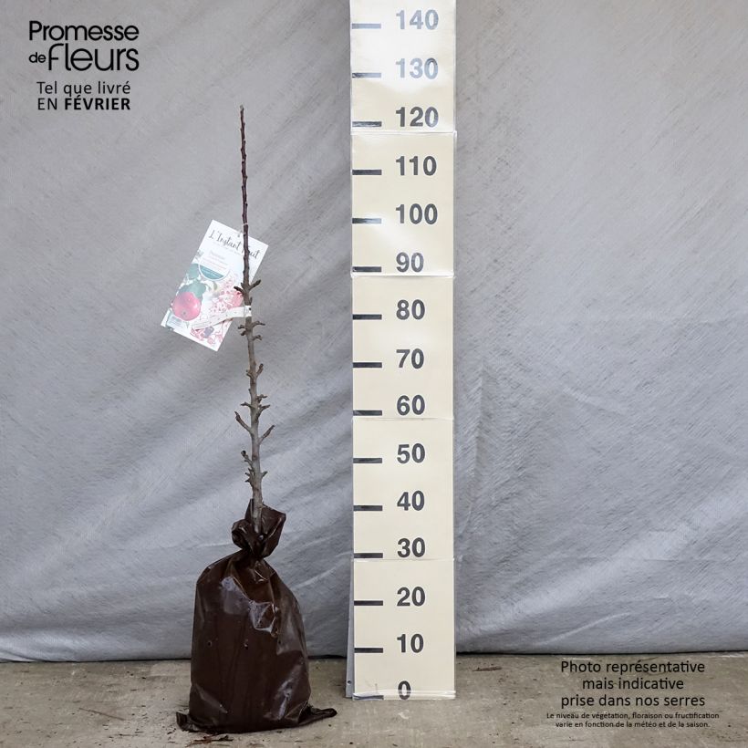 Exemplaar van Zuilvormige appelboom Vaux Le Vicomte - Georges Delbard Plantklare kluit, Zuilvormig zoals geleverd in de winter