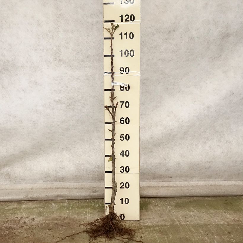 Exemplaar van Zuilvormige appelboom Vaux Le Vicomte - Georges Delbard Naakte wortel, Zuilvormig zoals geleverd in de herfst