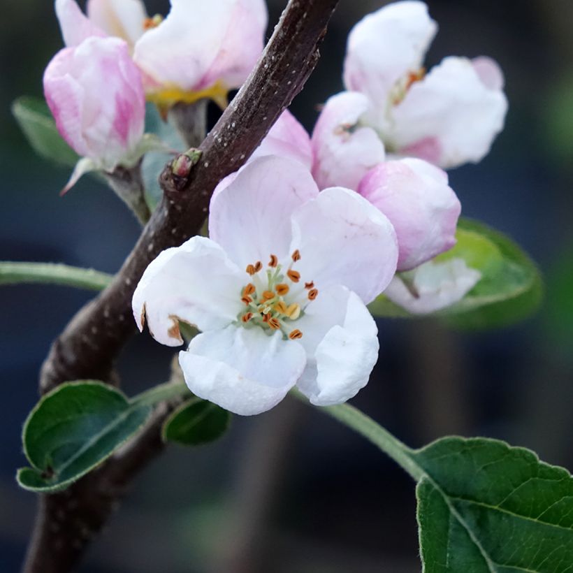 Appelboom Winter Banana (Bloei)