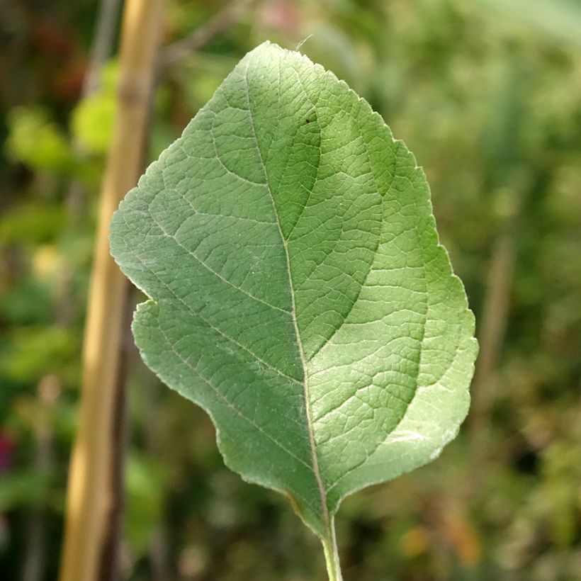 Appelboom Złotka Kwidzyńska (Blad)