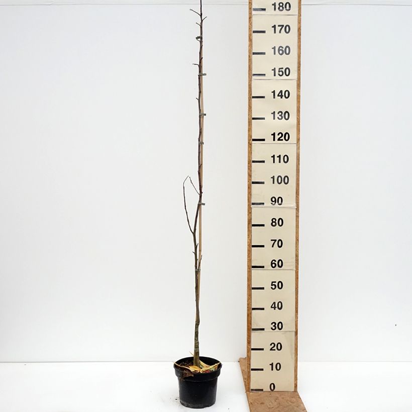 Exemplaar van Appelboom Złotka Kwidzyńska Pot van 4 l/5 l, Onderstam zoals geleverd in de herfst