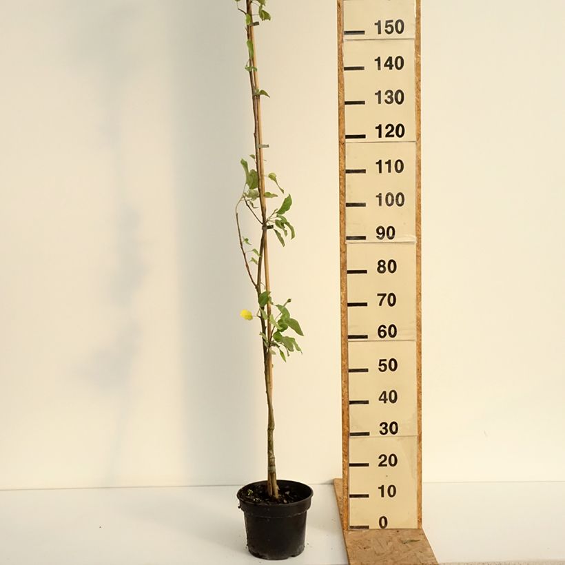 Exemplaar van Appelboom Złotka Kwidzyńska Pot van 4 l/5 l, Onderstam zoals geleverd in de zomer