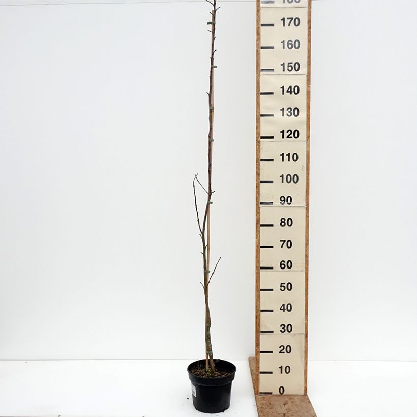 Exemplaar van Pommier Złotka Kwidzyńska Pot van 4 l/5 l, Onderstam zoals geleverd in de winter