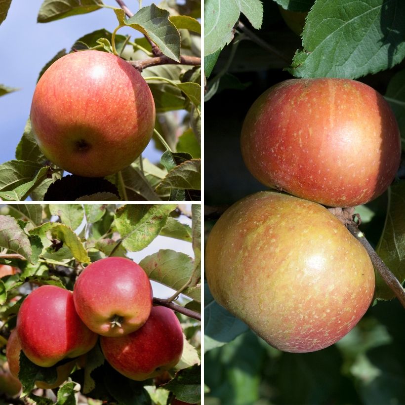 Trio-appelboom Elstar + Jonagold + Rode Boskoop (Oogst)