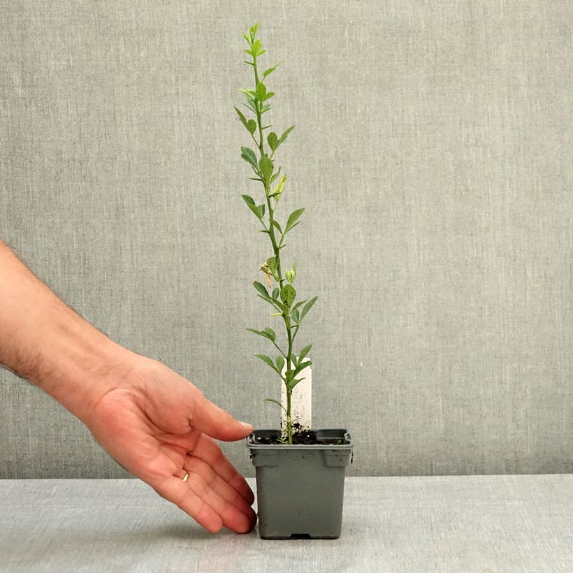 Exemplaar van Poncirus trifoliata - Wilde citroen Kweekpotje van 8/9 cm zoals geleverd in de zomer