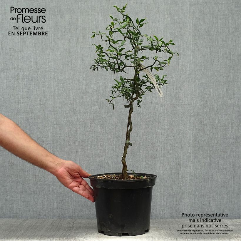 Exemplaar van Poncirus trifoliata Flying Dragon - Wilde citroen Pot van 2 l/3 l zoals geleverd in de herfst