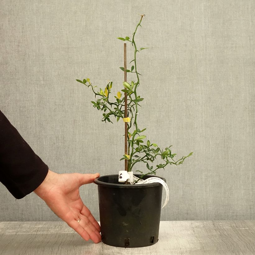 Exemplaar van Poncirus trifoliata Flying Dragon - Wilde citroen Pot van 2 l/3 l zoals geleverd in de herfst
