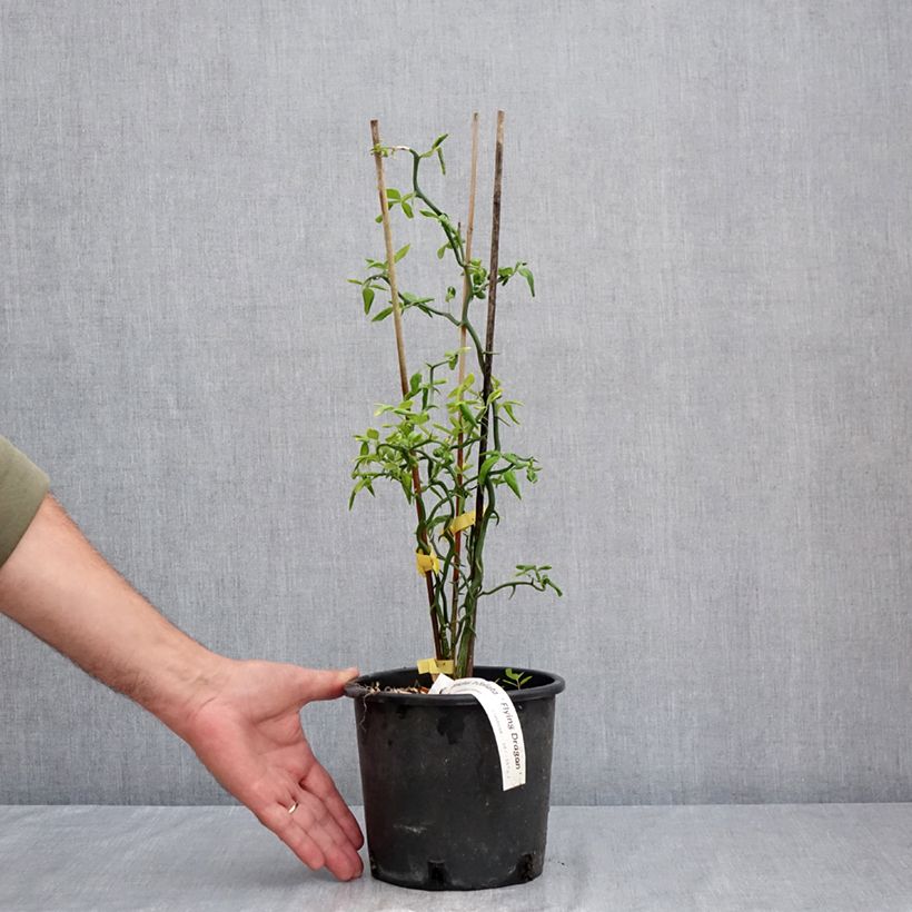 Exemplaar van Poncirus trifoliata Flying Dragon - Wilde citroen Pot van 2 l/3 l zoals geleverd in de zomer