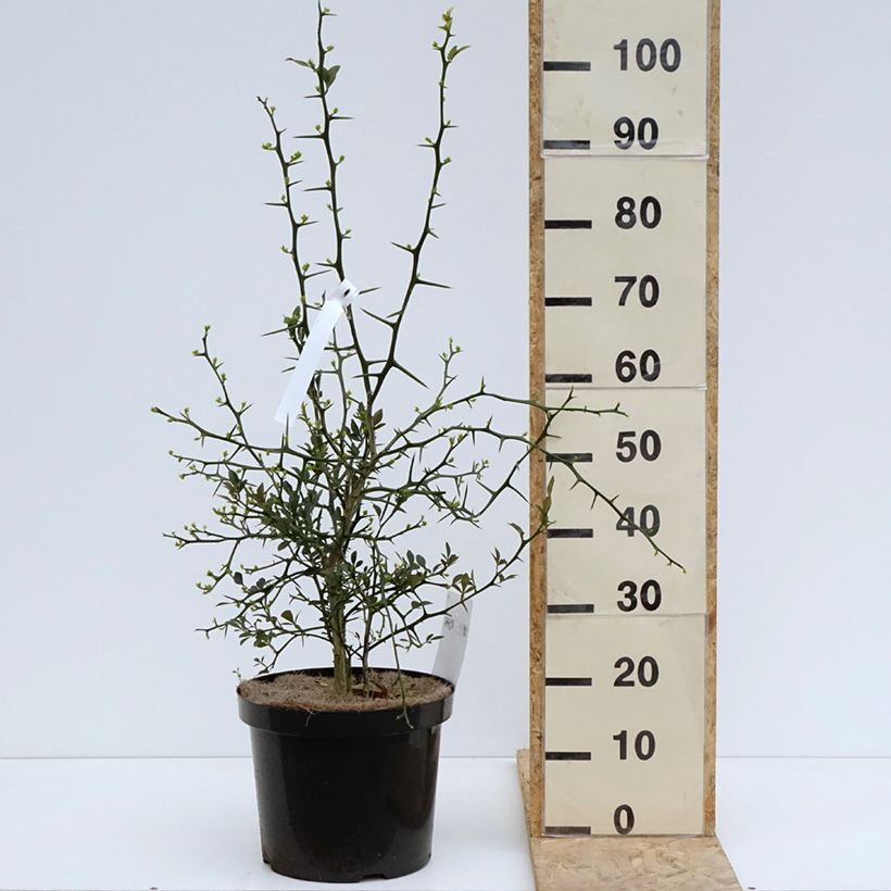 Exemplaar van Poncirus trifoliata Flying Dragon - Wilde citroen Pot van 2 l/3 l zoals geleverd in de lente