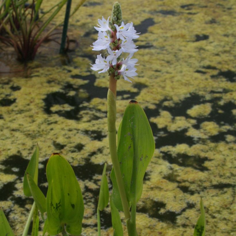 Pontederia cordata White Pike - Moerashyacint (Flowering)