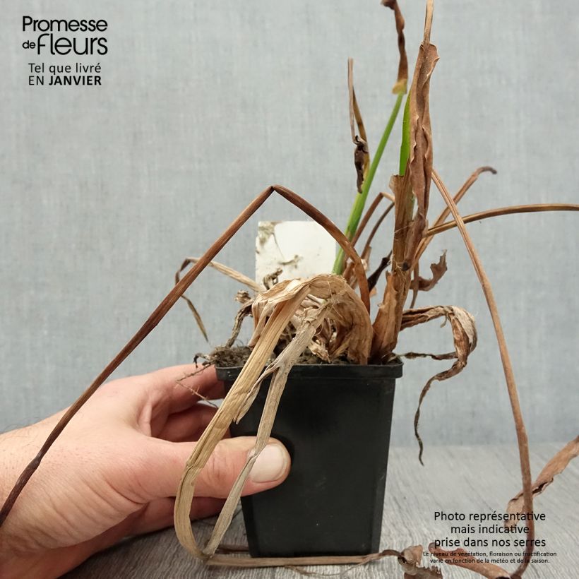 Example of Pontederia lanceolata - Pontédérie à feuilles lancéolées Kweekpotje van 8/9 cm as you get in hiver