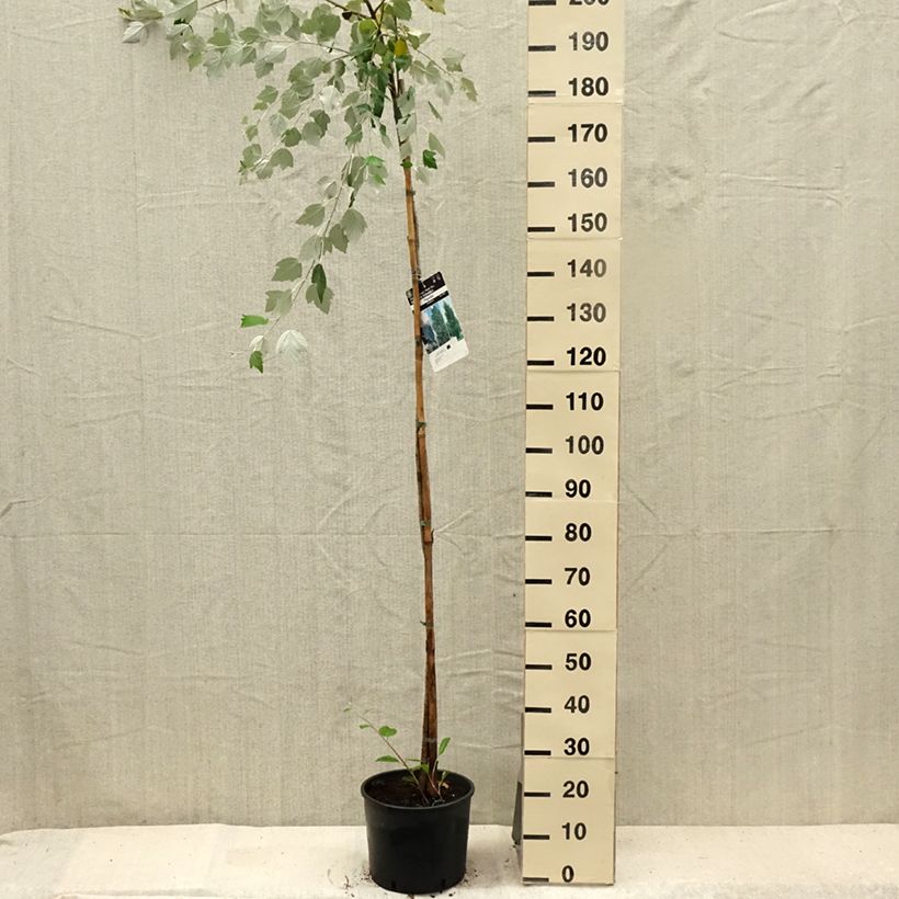 Exemplaar van Populus alba - Witte abeel Pot van 7,5 l/10 l zoals geleverd in de zomer