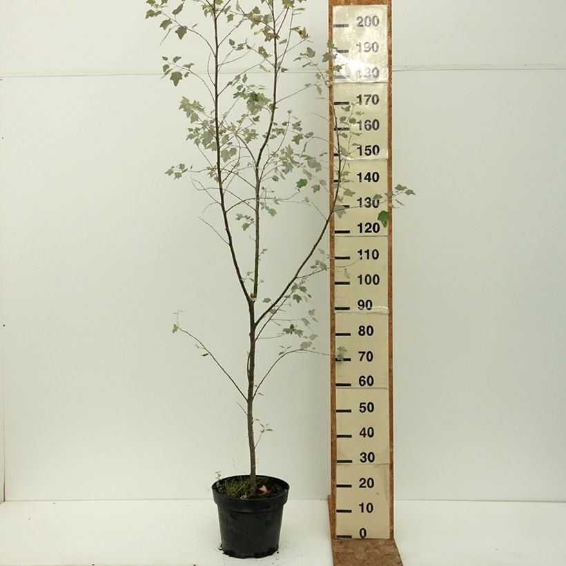 Exemplaar van Populus alba Richardii - Witte abeel Pot van 4 l/5 l zoals geleverd in de zomer