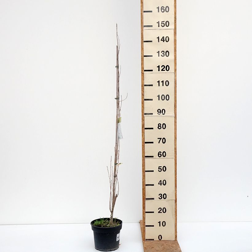 Example of Populus nigra Lombardy Gold - Peuplier noir Pot van 3 l/4 l as you get in automne