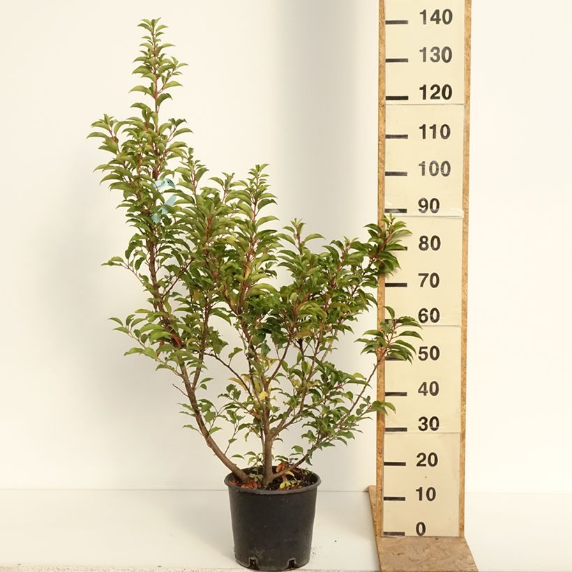 Exemplaar van Populus canadensis Serotina Aurea - Canadapopulier Pot van 4 l/5 l zoals geleverd in de zomer
