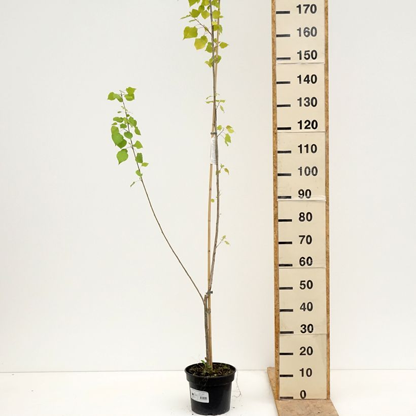 Exemplaar van Populus canadensis Serotina Aurea - Canadapopulier Pot van 4 l/5 l zoals geleverd in de lente