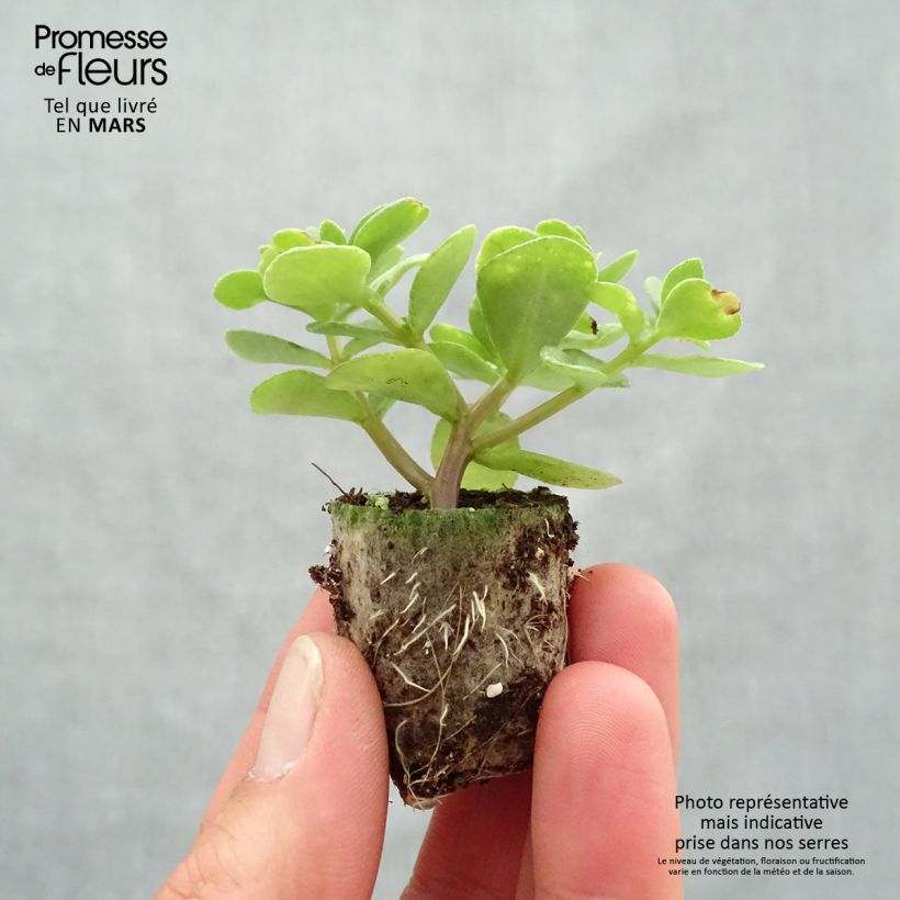 Example of Portulaca Pazzaz Nano Yellow Twist Mini-mot Ø 3/4 cm as you get in printemps