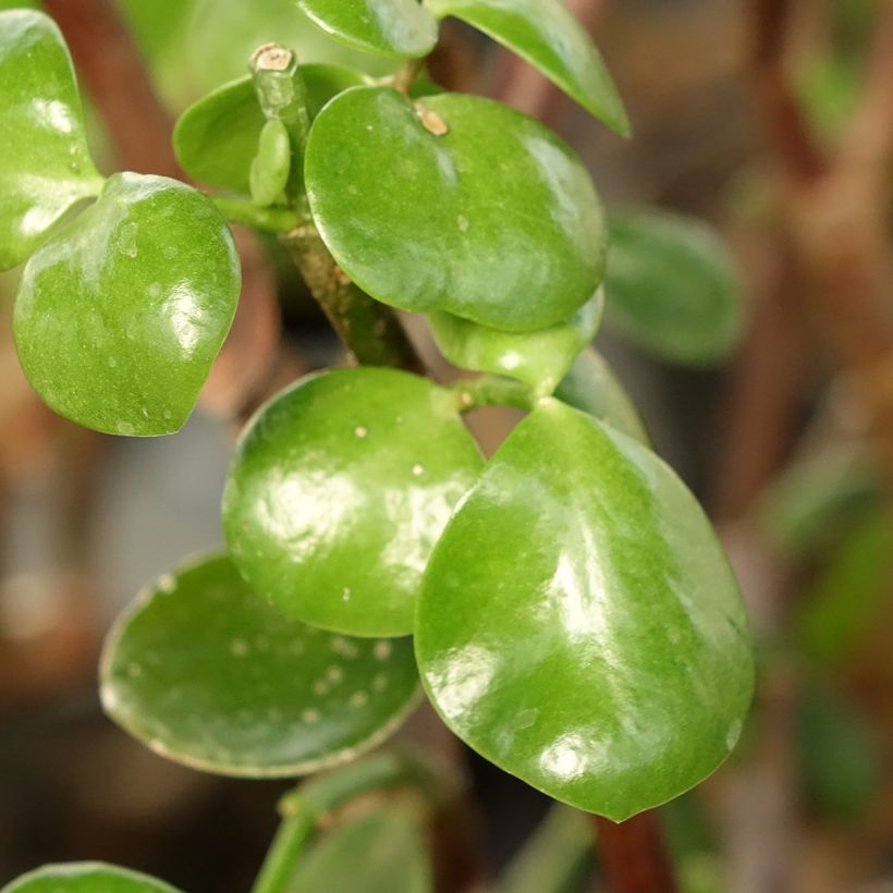 Portulacaria afra Macrophylla - Spekboom (Foliage)