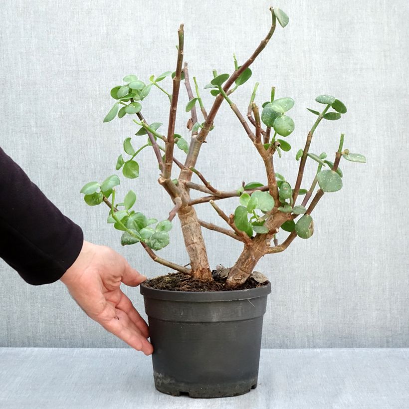 Example of Portulacaria afra Macrophylla - Pourpier en arbre Pot van 3 l/4 l as you get in automne