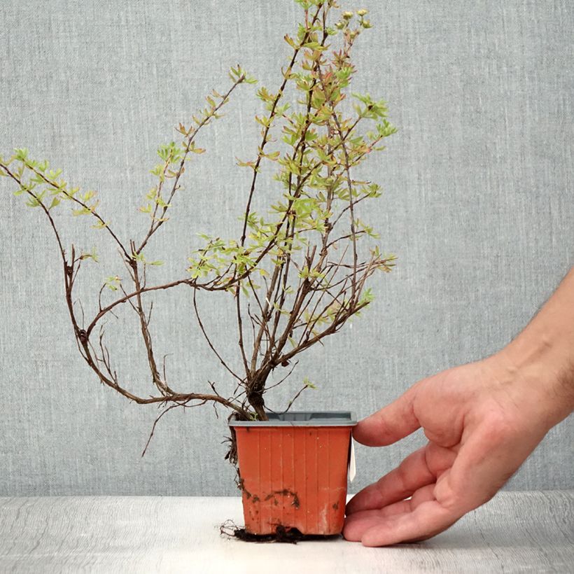 Exemplaar van Potentilla fruticosa Glamour Girl - Struikganzerik Kweekpotje van 8/9 cm zoals geleverd in de zomer