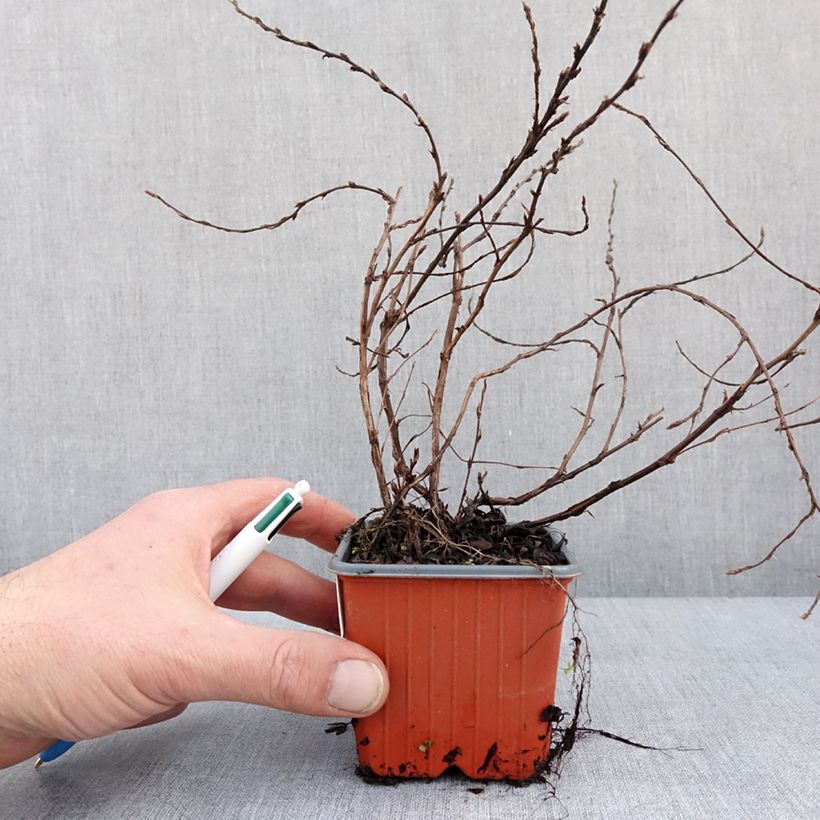 Example of Potentilla fructicosa Glamour Girl - Potentille arbustive Kweekpotje van 8/9 cm as you get in hiver