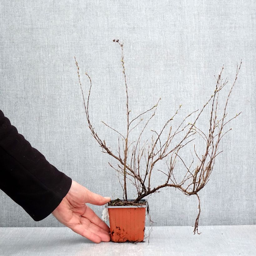 Exemplaar van Potentilla fruticosa Glamour Girl - Struikganzerik Kweekpotje van 8/9 cm zoals geleverd in de lente