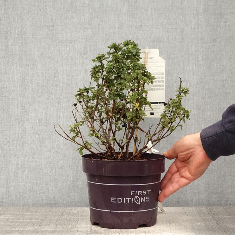 Exemplaar van Potentilla fruticosa Citrus Tart - Struikganzerik Pot van 2 l/3 l zoals geleverd in de lente