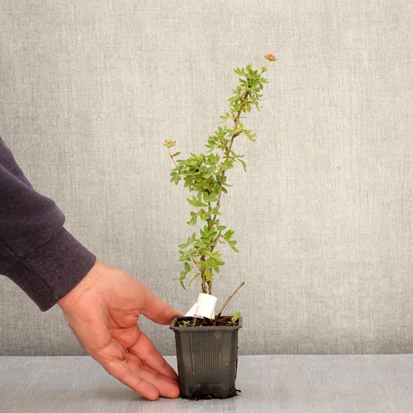 Example of Potentilla fruticosa Creme brulée- Potentille arbustive Kweekpotje van 8/9 cm as you get in printemps