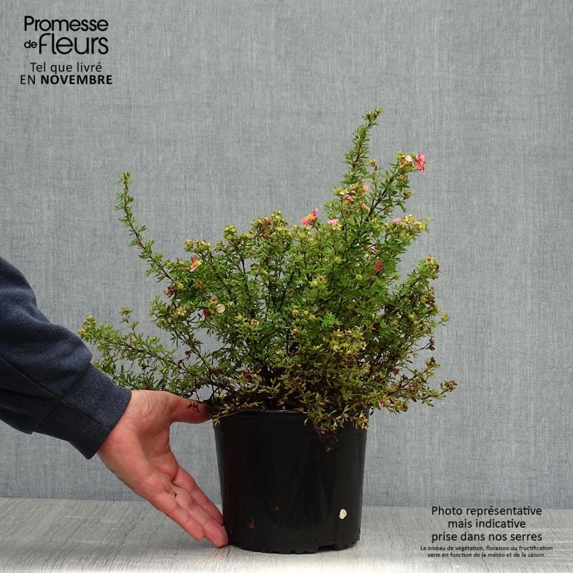 Exemplaar van Potentilla fruticosa Danny Boy - Struikganzerik Pot van 2 l/3 l zoals geleverd in de herfst