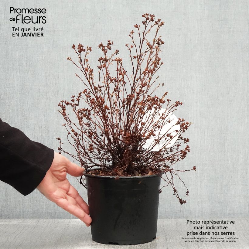 Example of Potentilla fruticosa Danny Boy - Potentille arbustive à fleurs simples rose framboise Pot van 2 l/3 l as you get in hiver