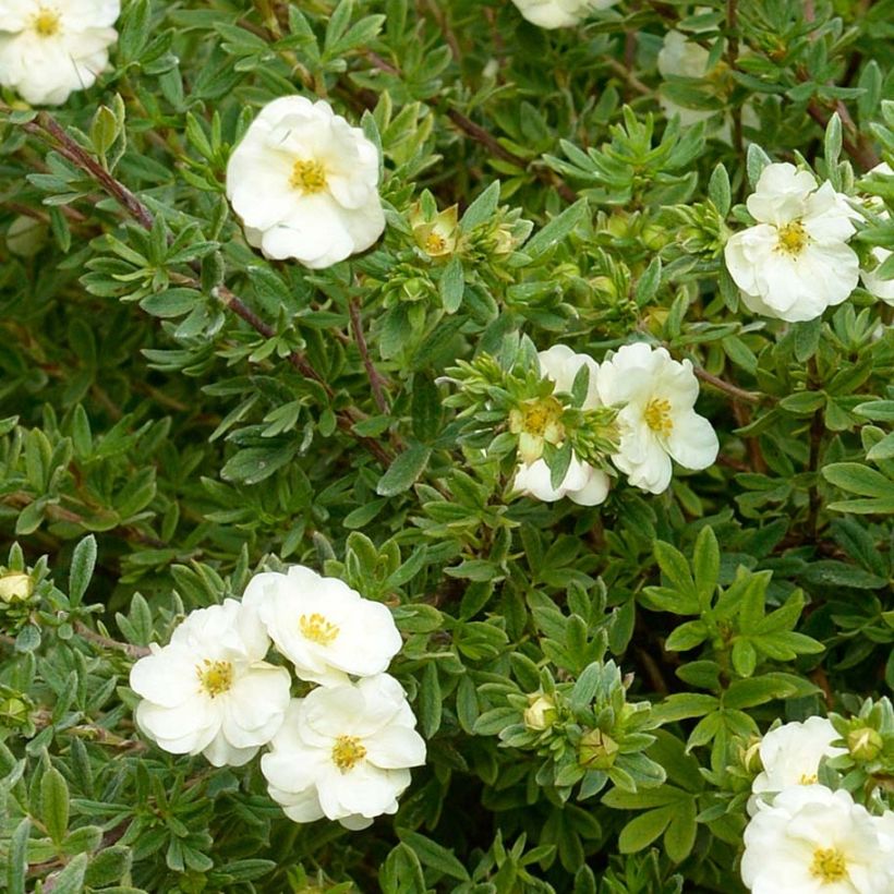 Potentilla fruticosa Double Punch Cream - Struikganzerik (Foliage)
