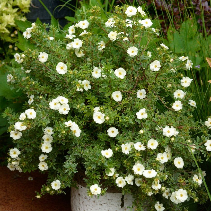 Potentilla fruticosa Double Punch Cream - Struikganzerik (Plant habit)