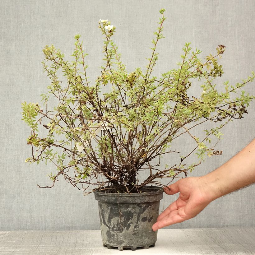 Exemplaar van Potentilla fruticosa Double Punch Pastel - Struikganzerik Pot van 3 l/4 l zoals geleverd in de zomer