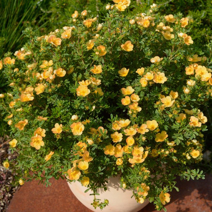 Potentilla fruticosa Double Punch Peach - Struikganzerik (Plant habit)