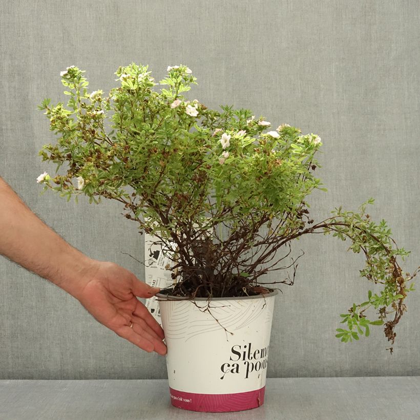 Exemplaar van Dasiphora fruticosa Double Punch Pink - Struikganzerik Pot van 4 l/5 l zoals geleverd in de zomer